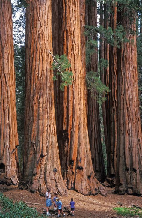 Giant Sequoias Redwood Trees Pictures Redwood