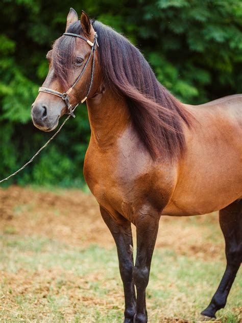 What Horse Breeds Have Long Hair: Long Manes And Tails?