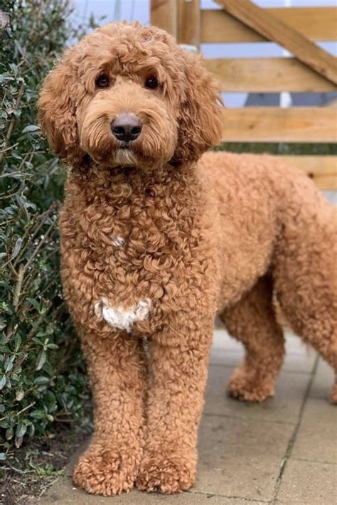 F1b Mini Goldendoodle Guide: Size, Price, Temperament etc. | PupTraveller