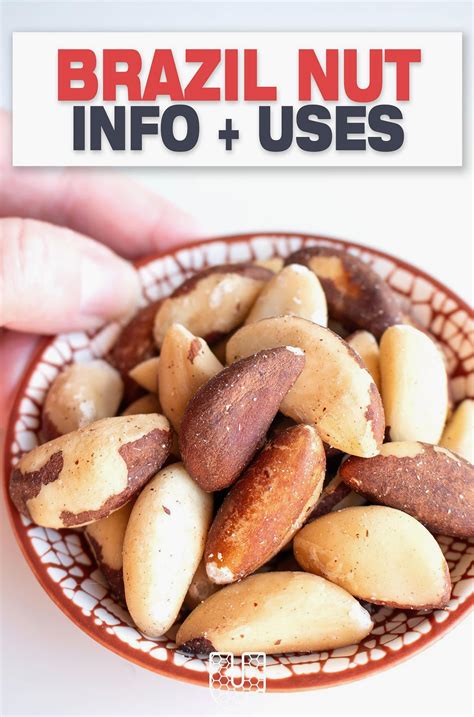 Discovering Brazil Nuts: Uses and Benefits Explained | Brazil nuts, Brazil nuts recipe, Brazil ...