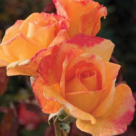 Rio Samba™ Rose Trees for Sale | FastGrowingTrees.com