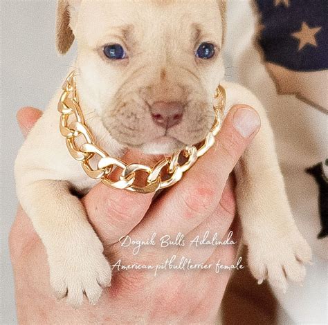 Brown And White Pitbull Puppies