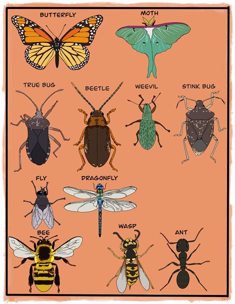 Examples Of Insects