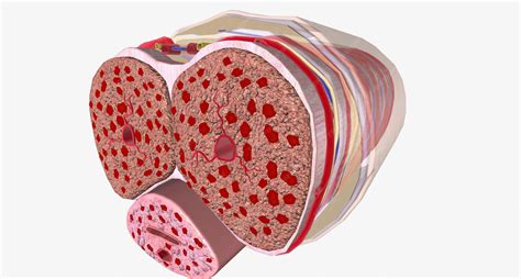 Premium Photo | Regular Erection Penis Cross Section