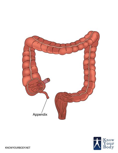 Location Of Appendix