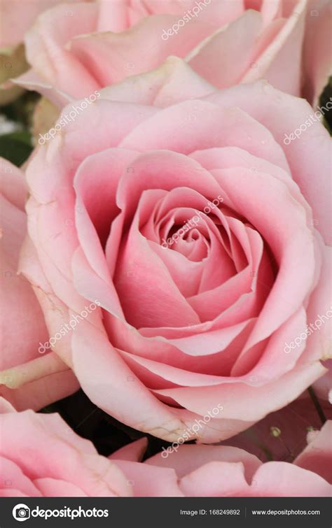 Single Big Pink Flowers