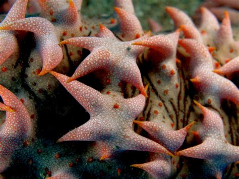 Phylum Echinodermata Sea Cucumber