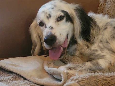 Available Dogs - Southwest English Setter Rescue