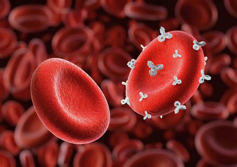 33 Amazing O Negative Blood Type Facts - Facts.net