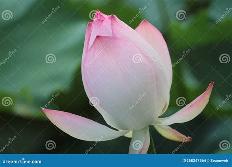 Blooming Lotus Flower and Lotus Flower Plants Stock Photo - Image of ...