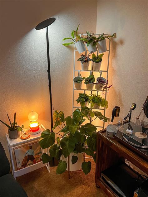 Wanted to share my girlfriend’s collection! : r/houseplants