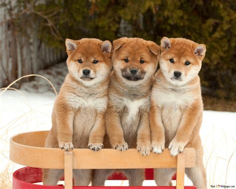 Shiba inu puppies HD wallpaper download