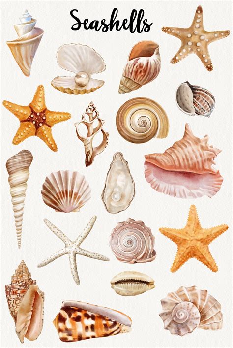 Watercolor seashells clipart ocean beach clip art sea shells starfish ...