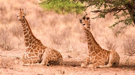 Giraffe Sleeping Patterns