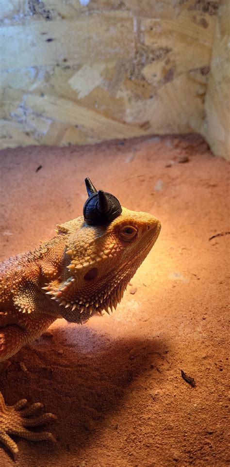 Kjetil got that light-skin stare : r/BeardedDragons