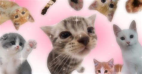 cats ^-^ | Cute laptop wallpaper, Cute desktop wallpaper, Laptop wallpaper