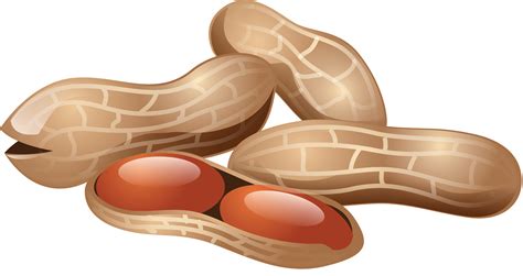 Free peanuts clipart, Download Free peanuts clipart png images, Free ...