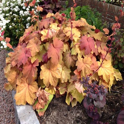 Heuchera X Villosa Mega Caramel Coral Bells | SiteOne