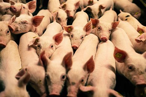 Helping piglets on their way after weaning - Pig Progress