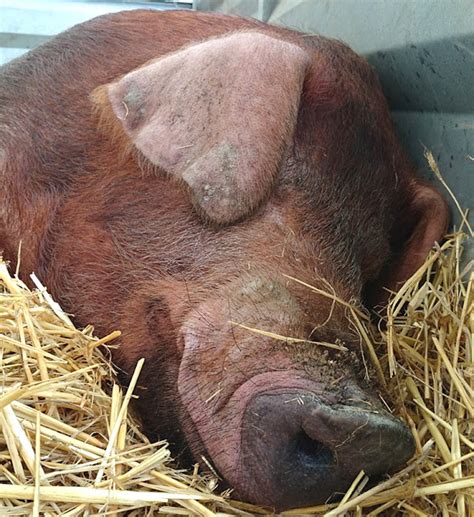 Duroc Pig | ROYS FARM