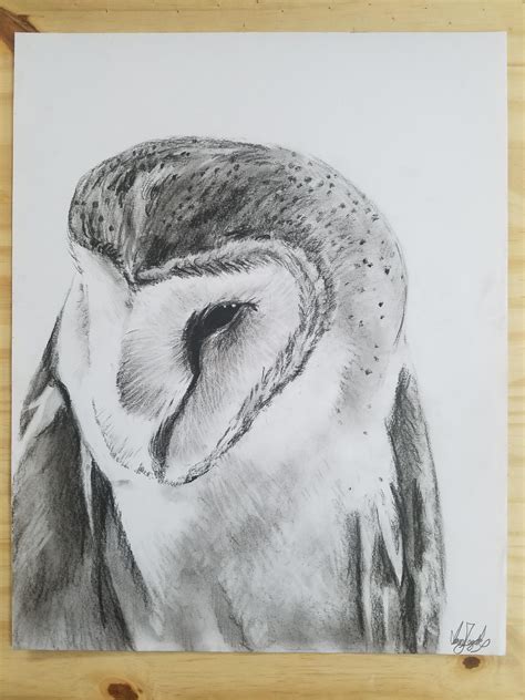 Barn Owl - Charcoal : r/drawing