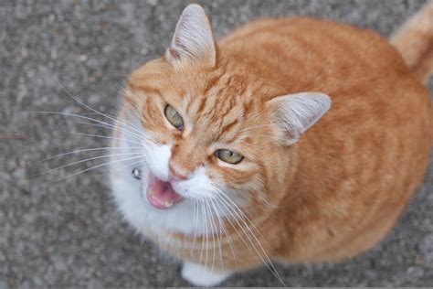 Cat Meowing Free Stock Photo - Public Domain Pictures
