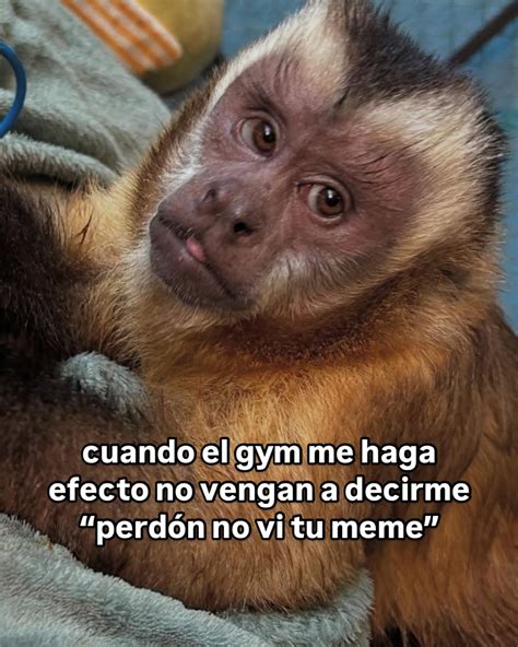 Monitos | NO MOLESTAR ☹️🐒 | Instagram