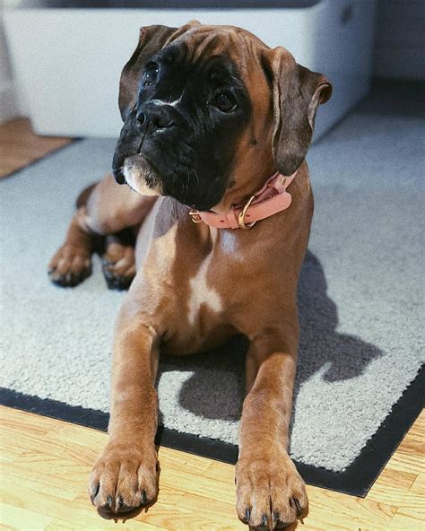 Boxerman (Boxer & Doberman Mix): Info, Pictures, Care & More – Dogster