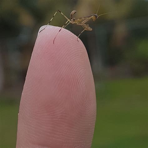 Baby Praying Mantis on fingertip. : r/pics