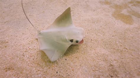 Cownose Ray