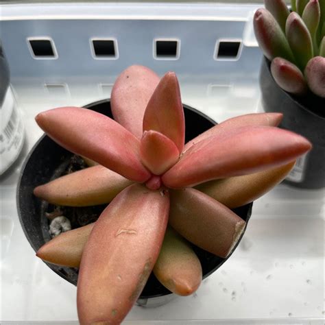 Propagating Golden Sedum: Step-by-step Guide 🌱