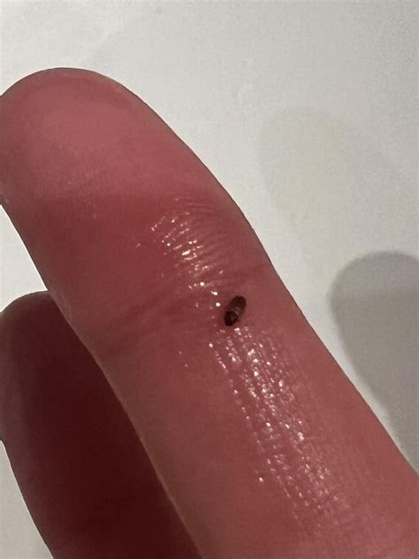 Tiny red brown bugs in my bathroom. What are they? : r/bugidentification