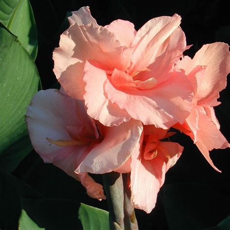 Canna x generalis --Chinese Coral Canna-- - Nursery Manor - Lone Star ...