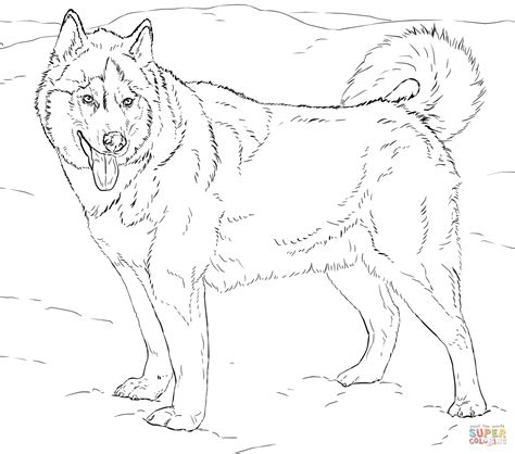 Alaskan Husky coloring page | Free Printable Coloring Pages