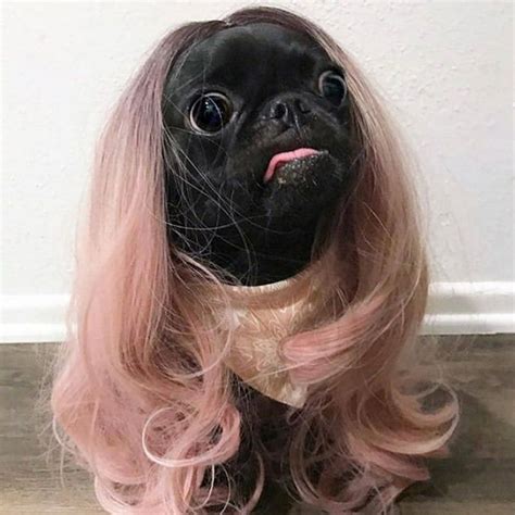 Adorable Pug with Long Pink Hair