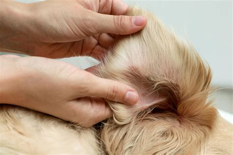 Can dogs get fleas in winter? | ManyPets