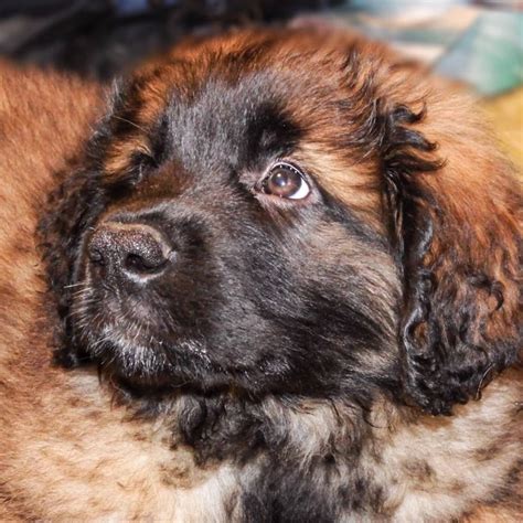 Are Leonbergers Good Family Dogs