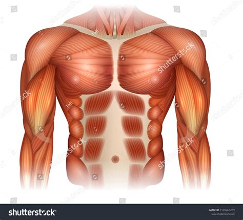 Male Diastasis Recti Known Diastasis Rectus Stock Vector (Royalty Free) 1169265289 | Shutterstock