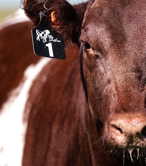 Custom Engraved Livestock Ear Tags: Durable Cattle Identification - Etsy