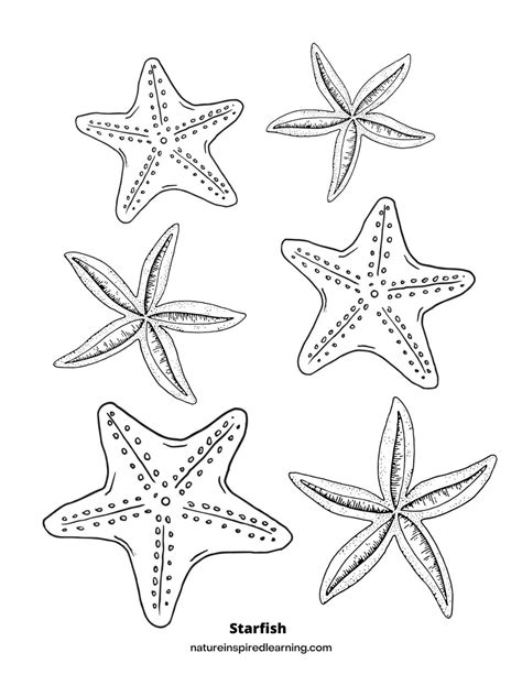 Starfish Coloring Sheet 34 Starfish Coloring Pages: Free Designs For