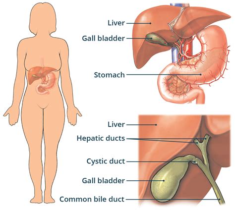 Gallbladder Location Anatomy And Pain Understanding 5 F's Of