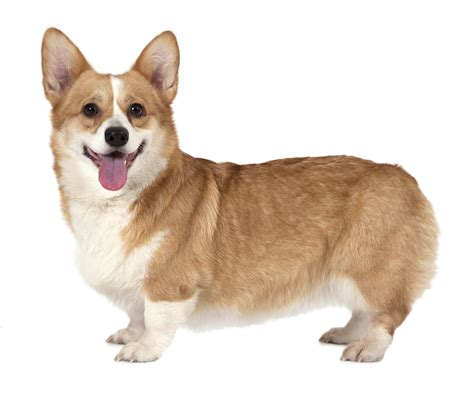 Pembroke Welsh Corgis: Dog breed info, photos, common names, and more ...