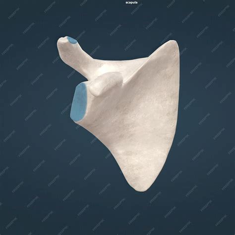 Premium Photo | Scapula also called shoulder blade either of two large ...
