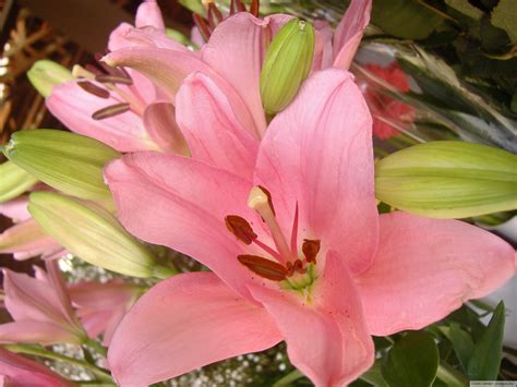 Pictures lilium Flowers