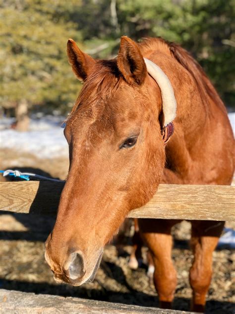 How Does A Horse Cribbing Collar Work at Susan Burke blog