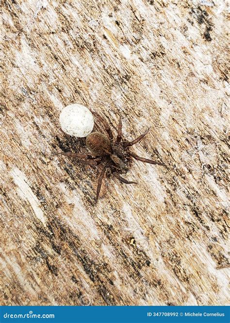 Wolf Spider with an Egg Sack on Wood Stock Photo - Image of large, wood ...