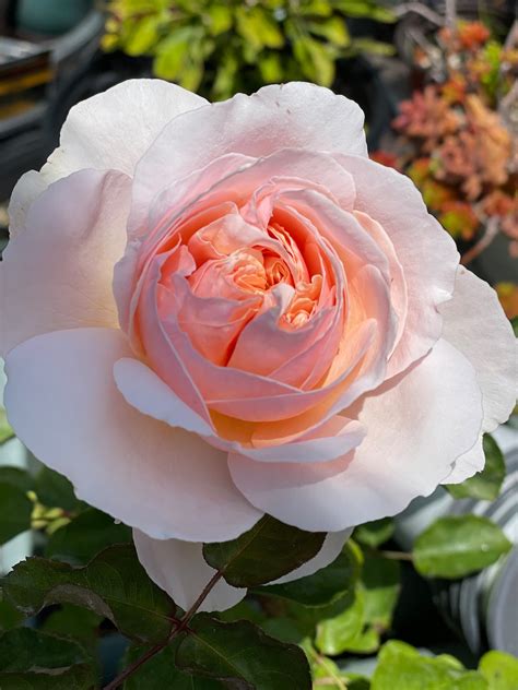 Rare Moonlight in Paris Hybrid Tea Rose 3 Years Old Deep Apricot With ...
