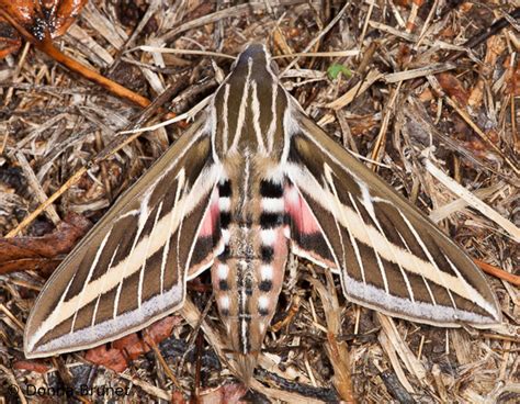 Sphinx Moth Species