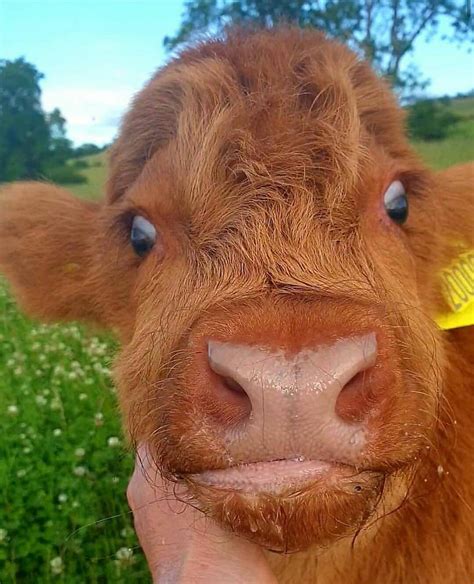 Cow With Down Syndrome