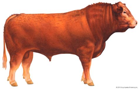 Limousin | breed of cattle | Britannica